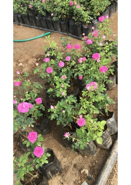 Gerçek Isparta Gülü Fidanı 10-20 cm