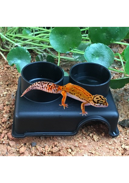 Kertenkele Münzevi Yengeç Gecko Kaplumbağa Örümcek Pet Için Değiştirilebilir Gıda Su Kasesi ile Sürüngen Gıda Su Kasesi Seti (Yurt Dışından) fiyatları
