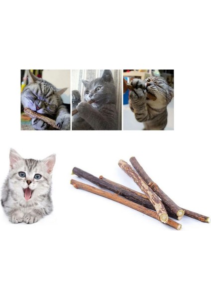 10/15/20 Adet/grup Kedi Nanesi Çubuğu Evcil Hayvan Kedi Molar Oyuncakları Doğal Ahşap Polygonum Çubukları Diş Temizleme Can Sıkıntısını Giderir Atıştırmalıklar Çiğneme Oyuncakları (Yurt Dışından)