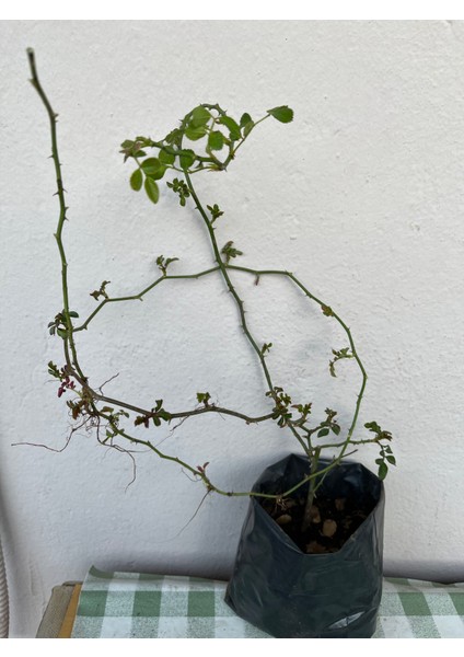 Koyu Pembe Tonlarında Ponpon Gül Sarmaşık