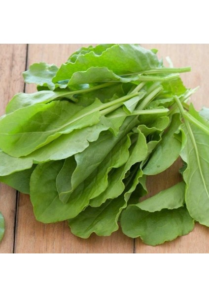 Geleneksel Anadolu Geniş Yaprak Kuzu Kulağı Fidesi (5 Adet)