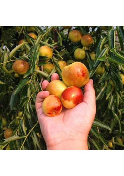 Tüplü Iri Meyveli Hünnap Fidanı (80-120 cm Seneye Meyve Verir Durumda)