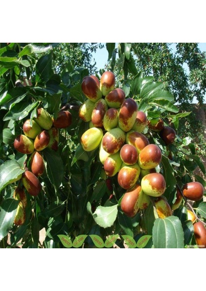 Tüplü Iri Meyveli Hünnap Fidanı (80-120 cm Seneye Meyve Verir Durumda) modelleri