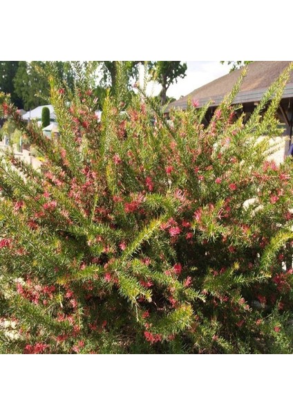 Tüplü Kırmızı Çiçekli Herdem Yeşil Soğuklara Dayanıklı Gravilla Fidanı