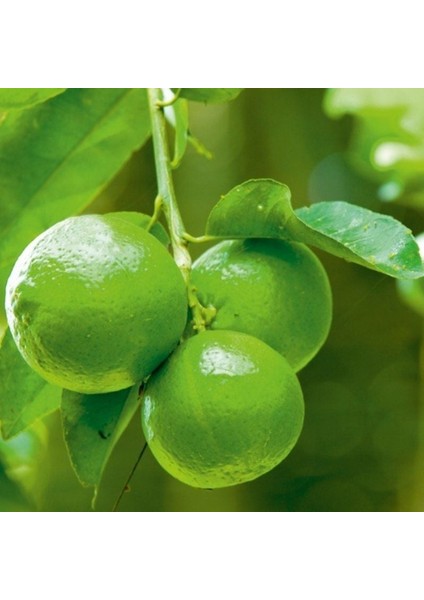 Tüplü Soğuklara Dayanıklı Lime Quat Çekirdeksiz Limon Fidanı