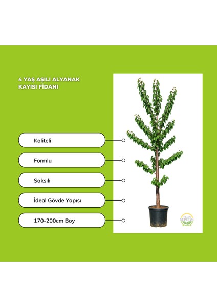 4 Yaş Aşılı Alyanak Kayısı Fidanı