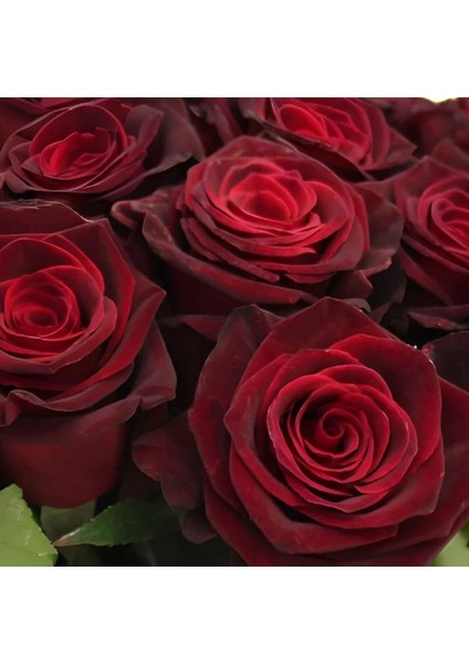 Tüplü Kadife Bordo Esmeray Yediveren Gül Fidanı