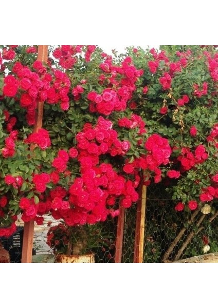 Tüplü Kokulu Kırmızı Cherry Belle Sarmaşık Gül Fidanı