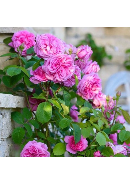 Tüplü Yoğun Kokulu Pink Quen Pembe Renkli Sarmaşık Gül Fidanı