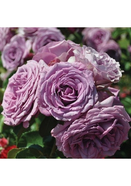 Tüplü Yoğun Kokulu Quick Silver Lila Renkli Yediveren Sarmaşık Gül Fidanı