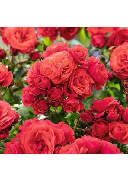 Tüplü Cherry Girl Kırmızı Yoğun Kokulu Yediveren Gül Fidanı