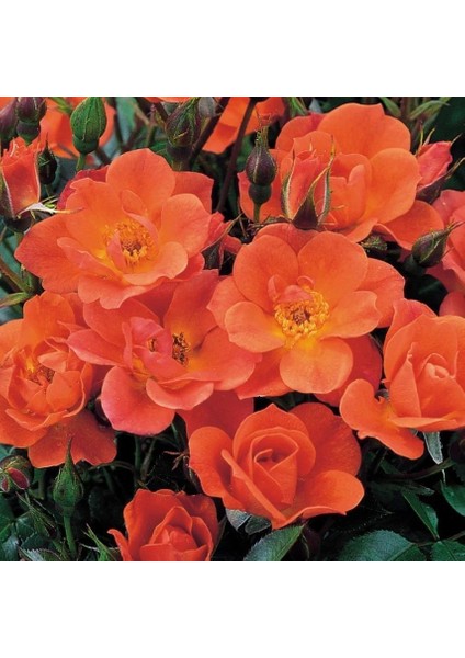 Tüplü Koleksiyonluk Nadir Kordes Saffron Turuncu Sarmaşık Yediveren Gül Fidanı