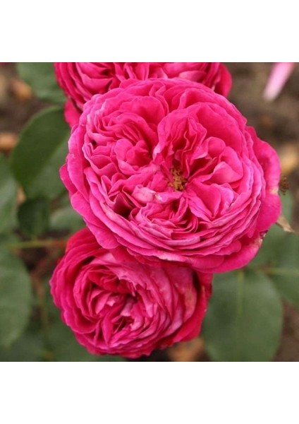 Tüplü Yediveren Parfüm Kokulu Freifrau Caroline Gül Fidanı fiyatları