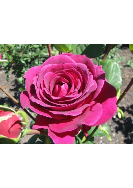 Tüplü Big Purple Yediveren Yoğun Kokulu Gül Fidanı fiyatları