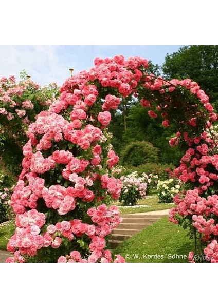 Tüplü Aşılı Kokulu Yediveren Pembe Rosarium Uetersen Sarmaşık Gül Fidanı fiyatları