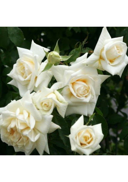 Tüplü Yediveren Ilse Krohn Superior Sarmaşık Beyaz Kokulu Gül Fidanı