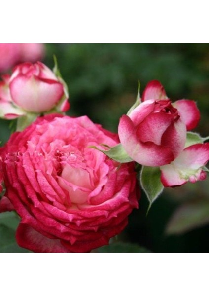 Tüplü Çok Goncalı Soğuklara Dayanıklı Yediveren Nicole Fc Gül Fidanı