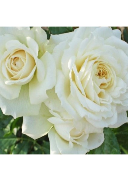 Tüplü Yoğun Kokulu Kordes Yediveren Alaska Sarmaşık Gül Fidanı Soğuklara Dayanıklı