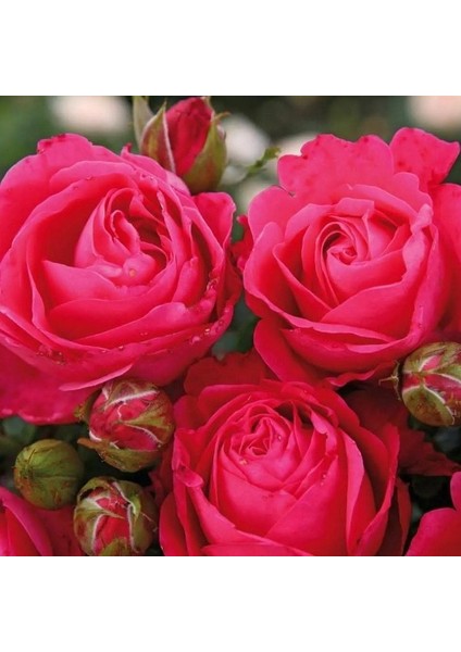 Tüplü Cherry Lady Yediveren Gül Fidanı