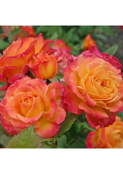 Tüplü Nadir Garten Spass Yediveren Gül Fidanı