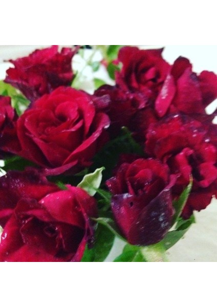 Tüplü Dikensiz Kokulu Kırmızı Red Love Gül Fidanı