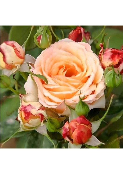 Tüplü Sarı Turuncu Claudia Yediveren Aşılı Gül Fidanı