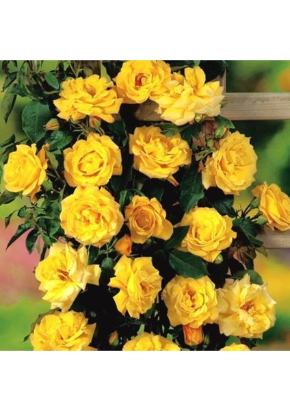 Tüplü Yediveren Sarı Sarmaşık Gül Fidanı