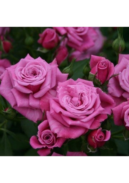 Tüplü Koleksiyonluk Jacaranda Yediveren Gül Fidanı