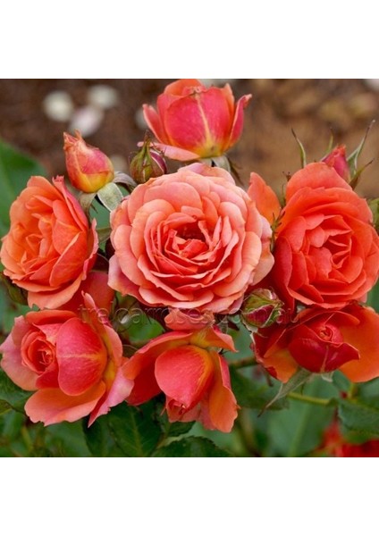 Tüplü Kordes Yediveren Mandarin Çok Goncalı Gül Fidanı