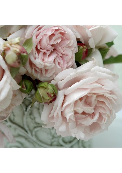 Tüplü Yediveren Kordes Constanze Mozart Parfüm Kokulu Gül Fidanı