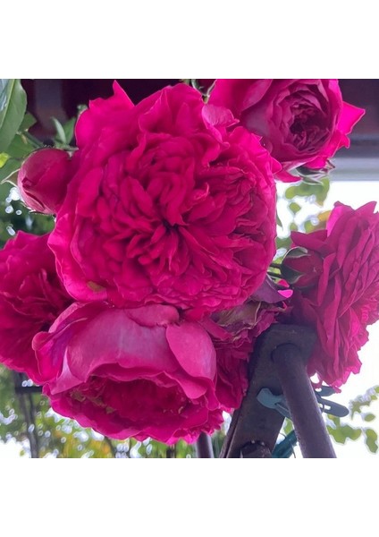 Tüplü Aşılı Yediveren Katmerli Laguna Fc Çok Goncalı Masal Gülü Fidanı