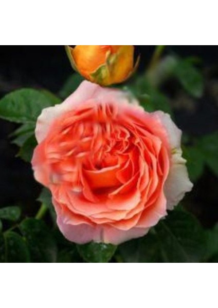 Tüplü Katmerli Yoğun Kokulu Yediveren Somon Meryem Gül Fidanı