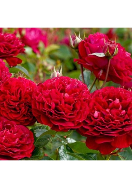 Tüplü Bordeaux Yediveren Yoğun Kokulu Gül Fidanı