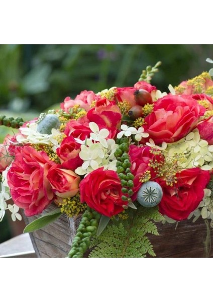 Tüplü Koleksiyonluk Kokulu Gebrüder Grimm Yediveren Gül Fidanı