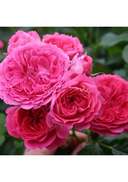 Tüplü Yediveren Soğuklara Dayanıklı Foxy Çok Goncalı Gül Fidanı