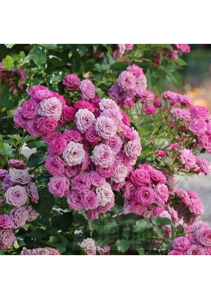 Tüplü Ramira Yediveren Çok Goncalı Masal Gülü Fidanı Gül Çemberi