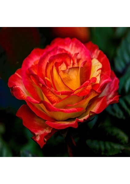 Tüplü Butterfly İri Goncalı Yediveren Yoğun Kokulu Gül Fidanı