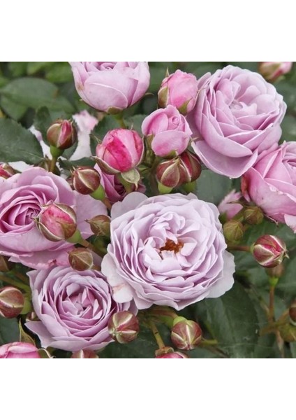 Tüplü Koleksiyonluk Hyrid Tea Nautica Yediveren Gül Fidanı fiyatları