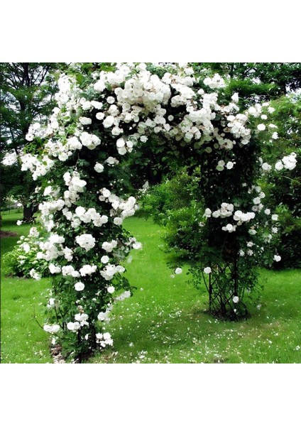 Tüplü Kokulu Yediveren Bride Crown Beyaz Sarmaşık Gül Fidanı(120-200 cm)