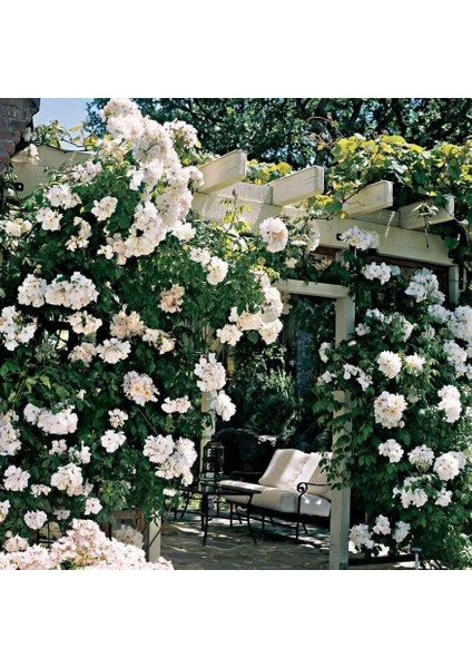 Tüplü Kokulu Yediveren Bride Crown Beyaz Sarmaşık Gül Fidanı(120-200 cm) fiyatları