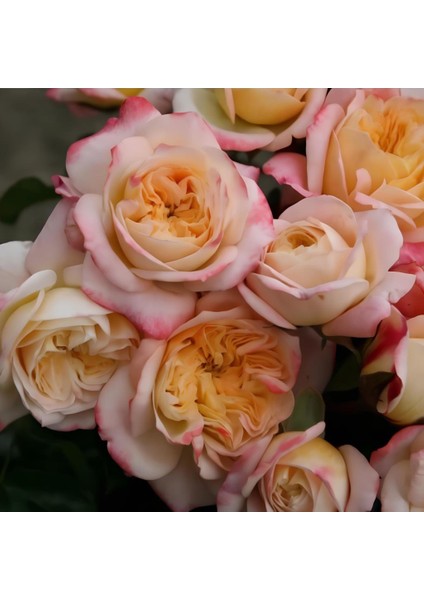 Tüplü Concorde Kokulu Yediveren Gül Fidanı