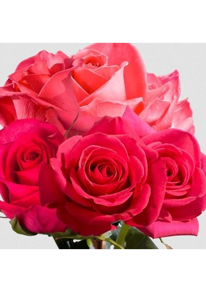 Tüplü Çok Goncalı Yoğun Kokulu Fiona Yediveren Gül Fidanı