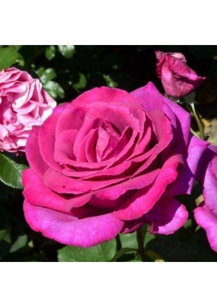 Tüplü Kokulu Yediveren Esmeralda Gül Fidanı