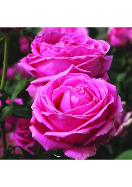 Tüplü Yediveren Uludağ Esintisi Yoğun Kokulu Gül Fidanı