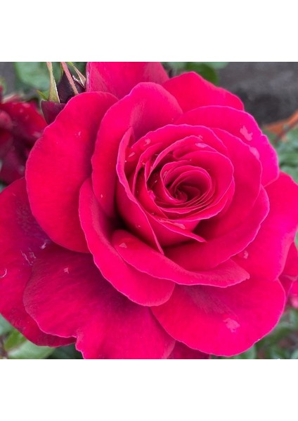 Tüplüri Katlı Kokulu Santa Monica Yediveren Gül Fidanı