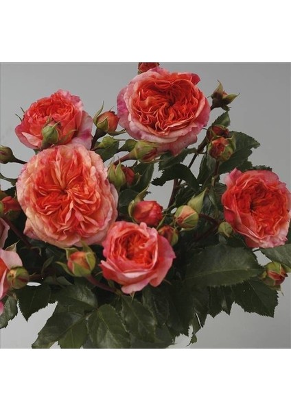 Tüplü Kordes Turuncu Orange Pompon Yediveren Gül Fidanı