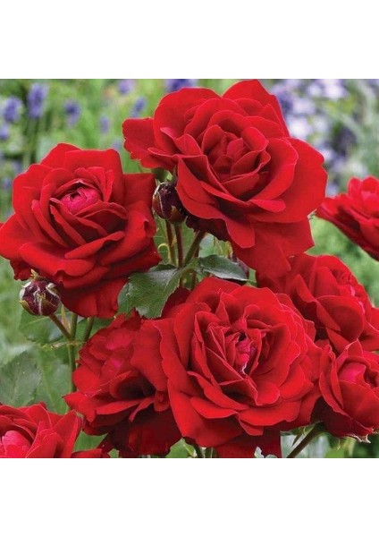 Tüplü Gülfem Yediveren Yoğun Kokulu Gül Fidanı