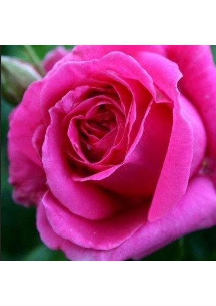 Tüplü Koleksiyonluk Kleopatra Yoğun Parfüme Kokulu Yediveren Gül Fidanı