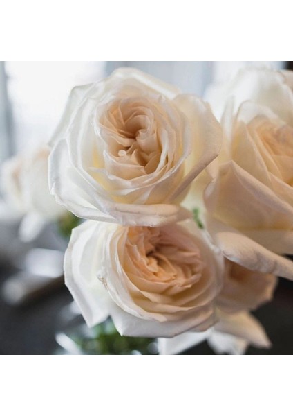 Tüplü Moonlight Yediveren Kokulu Gül Fidanı