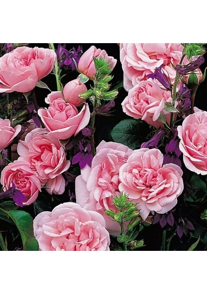 Tüplü Koleksiyonluk Yediveren Home Garden Yer Örtücü Çok Goncalı Gül Fidanı